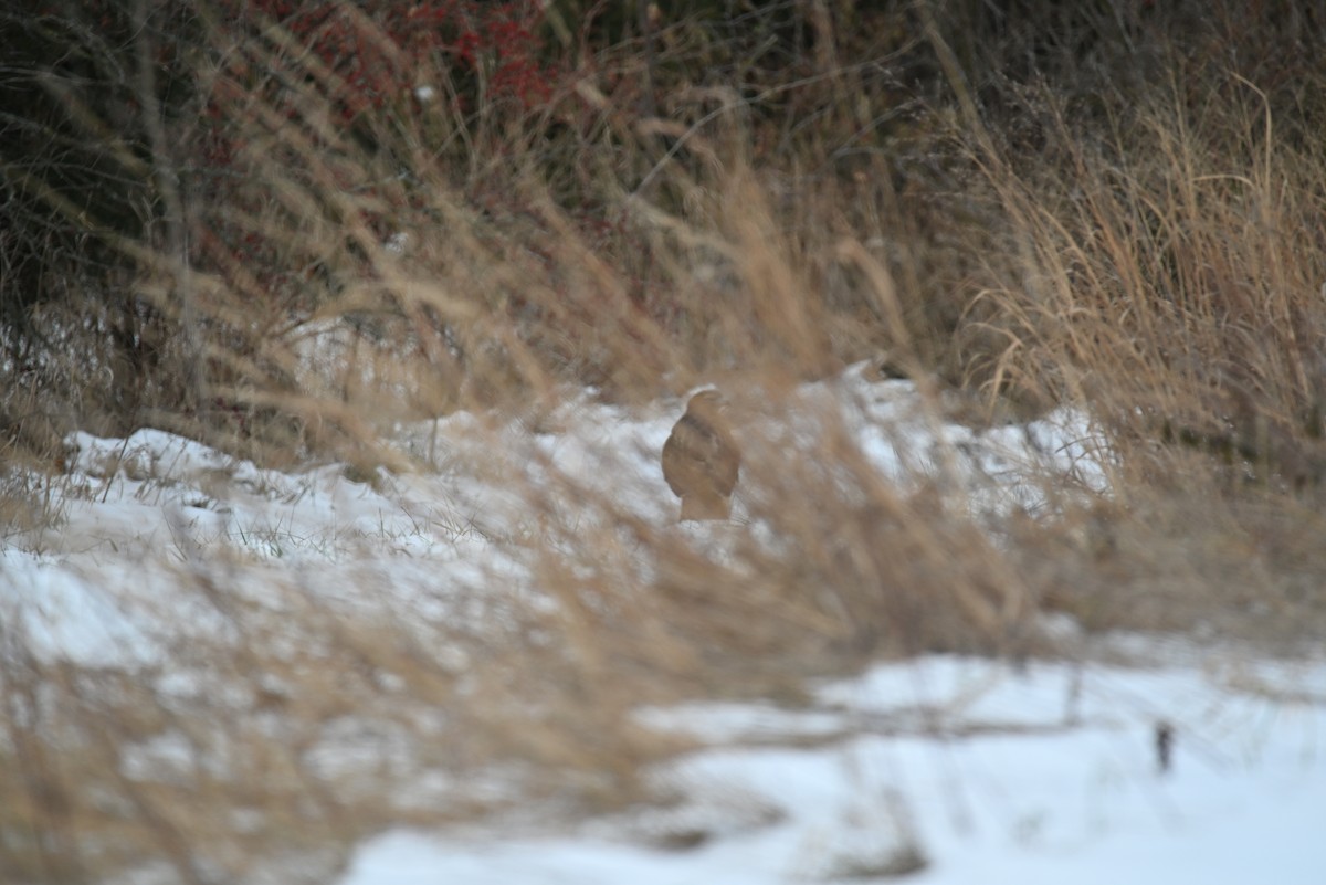 Red-tailed Hawk - ML646463710