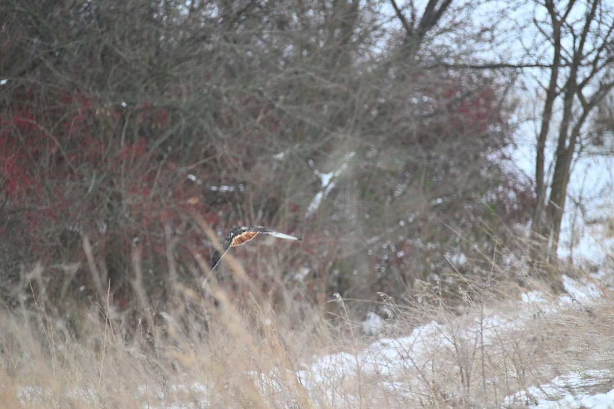 Red-tailed Hawk - ML646463711