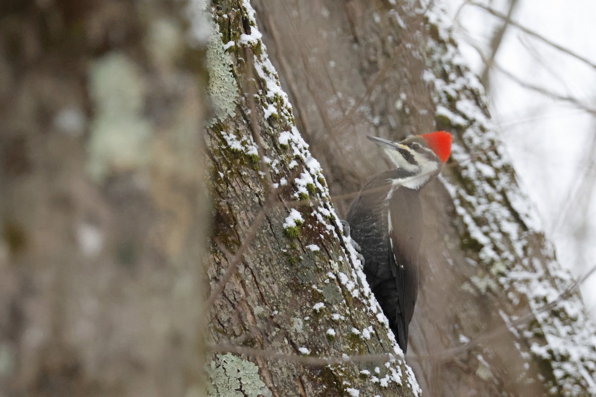 datel chocholatý - ML646463713