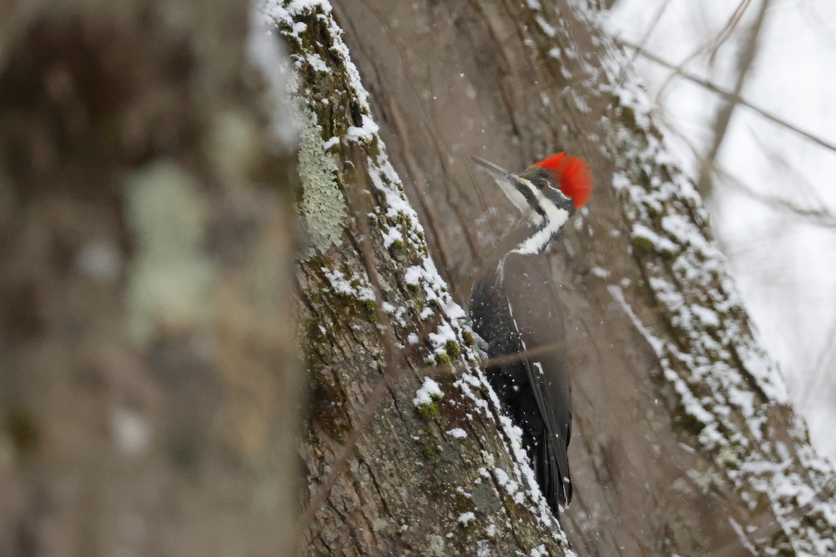 datel chocholatý - ML646463714