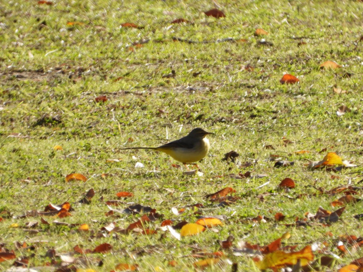 Gray Wagtail - ML646463716