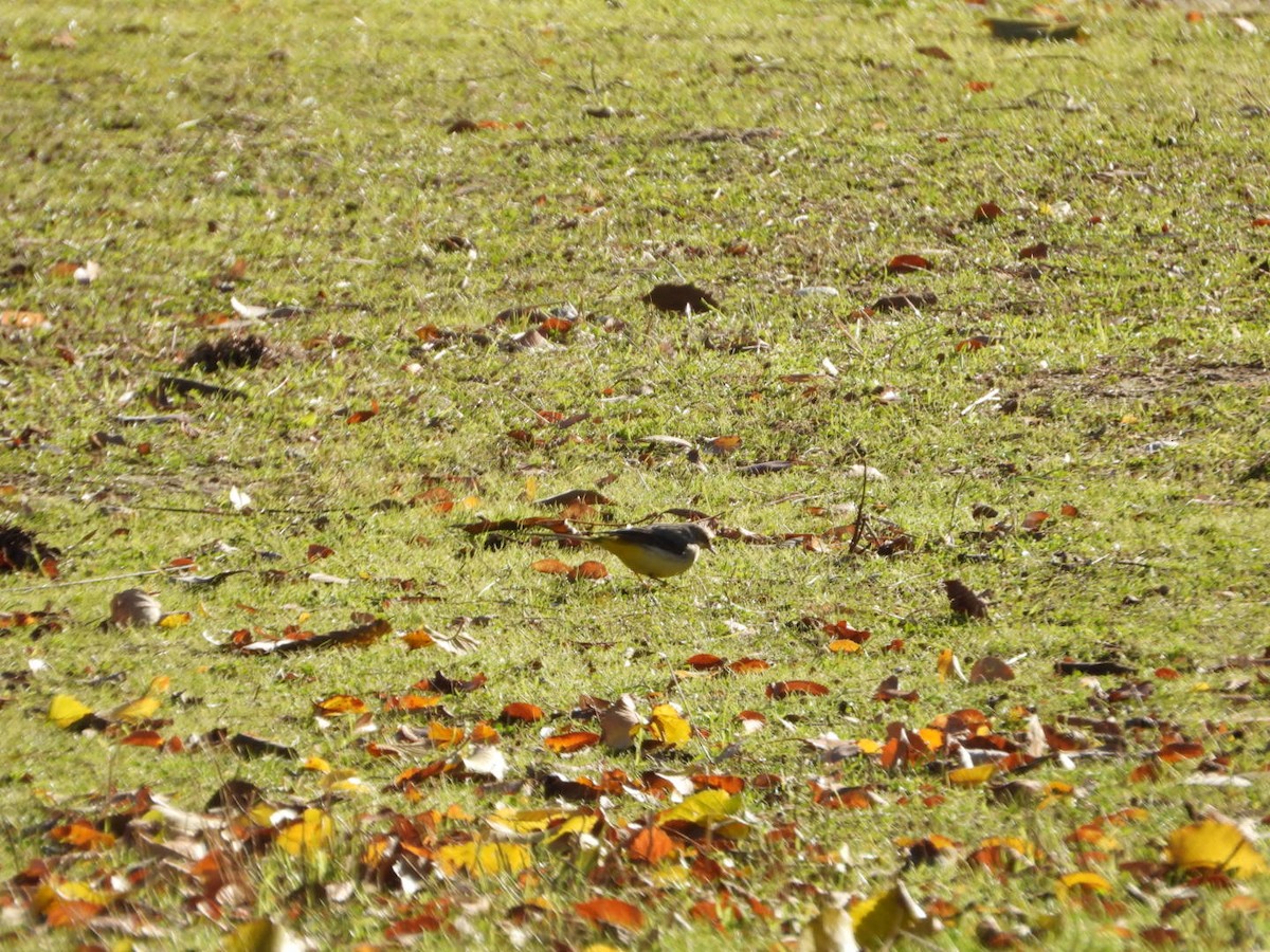 Gray Wagtail - ML646463717