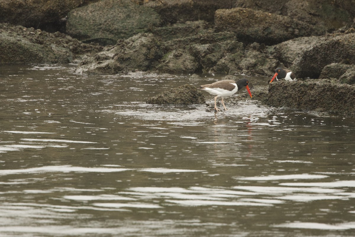 American Oystercatcher - ML646463721