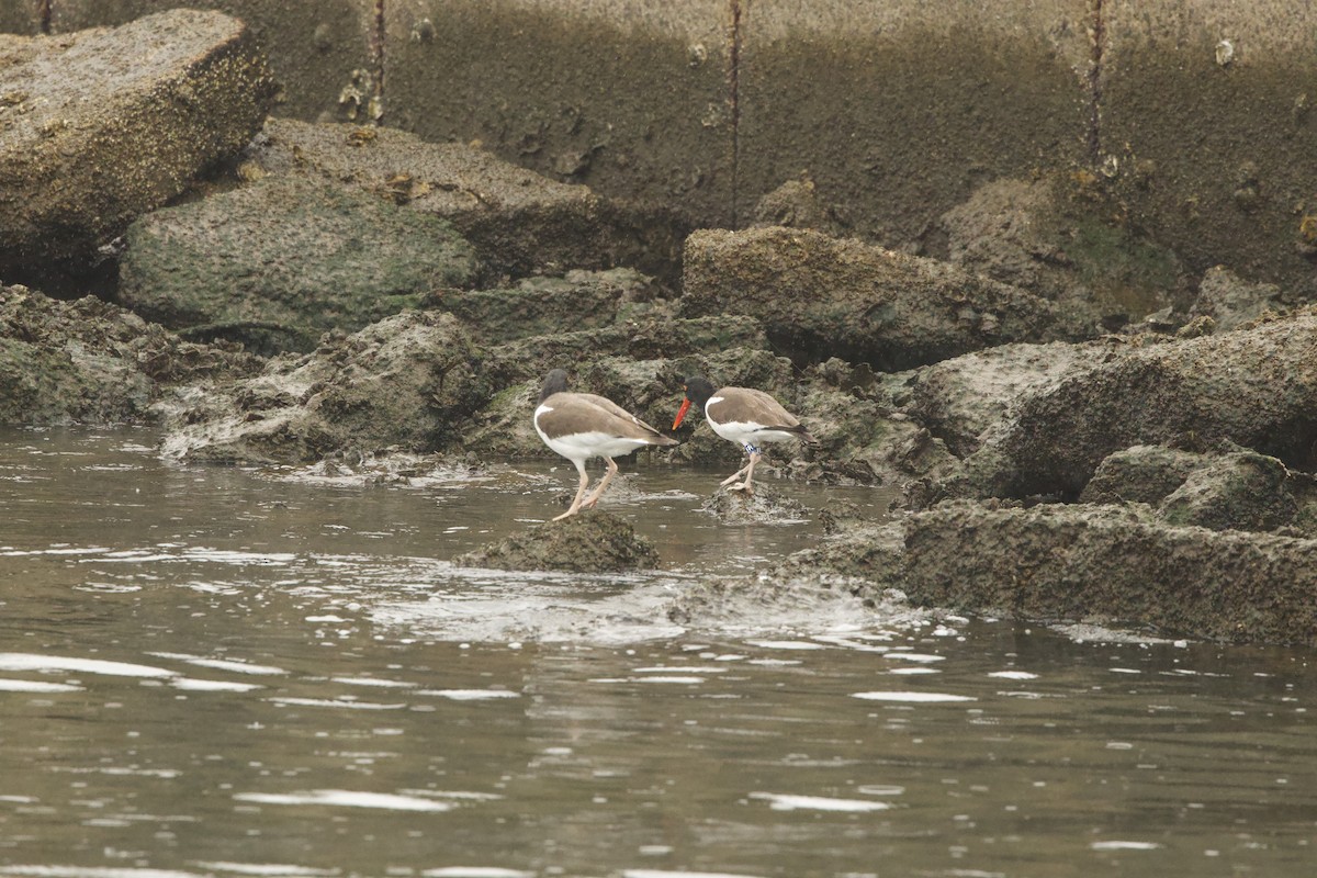 American Oystercatcher - ML646463722