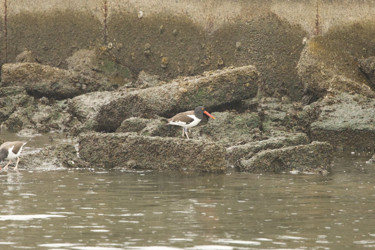 American Oystercatcher - ML646463723