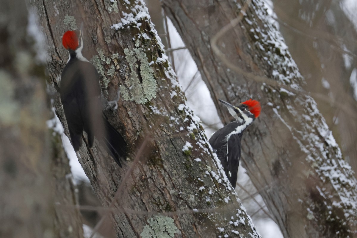 datel chocholatý - ML646463725