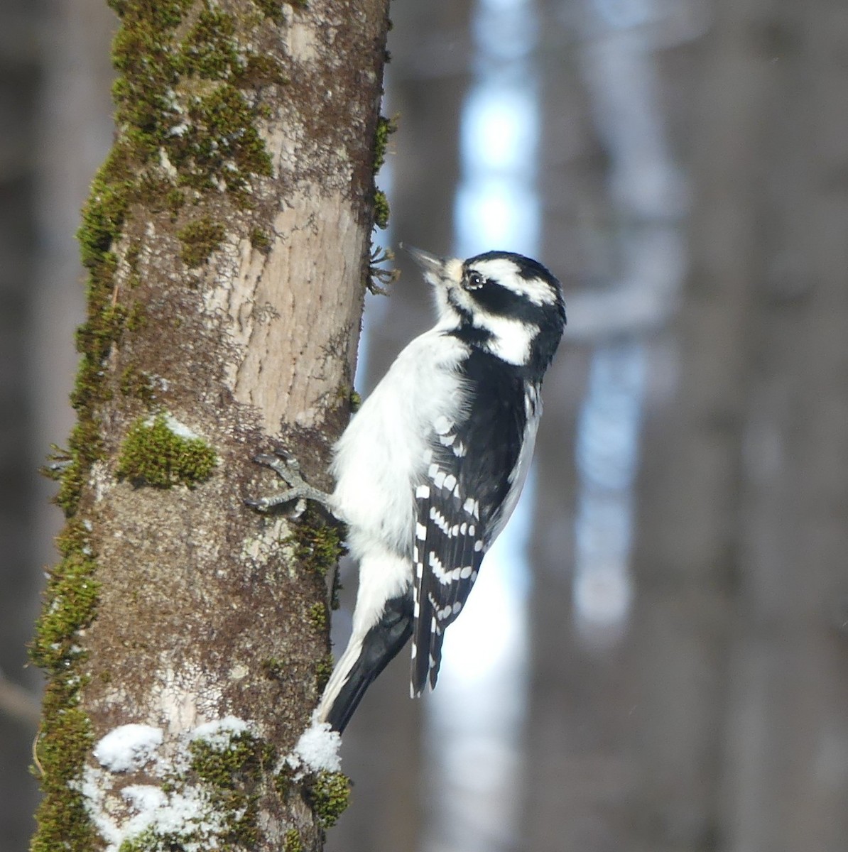 Hairy Woodpecker - ML646463730