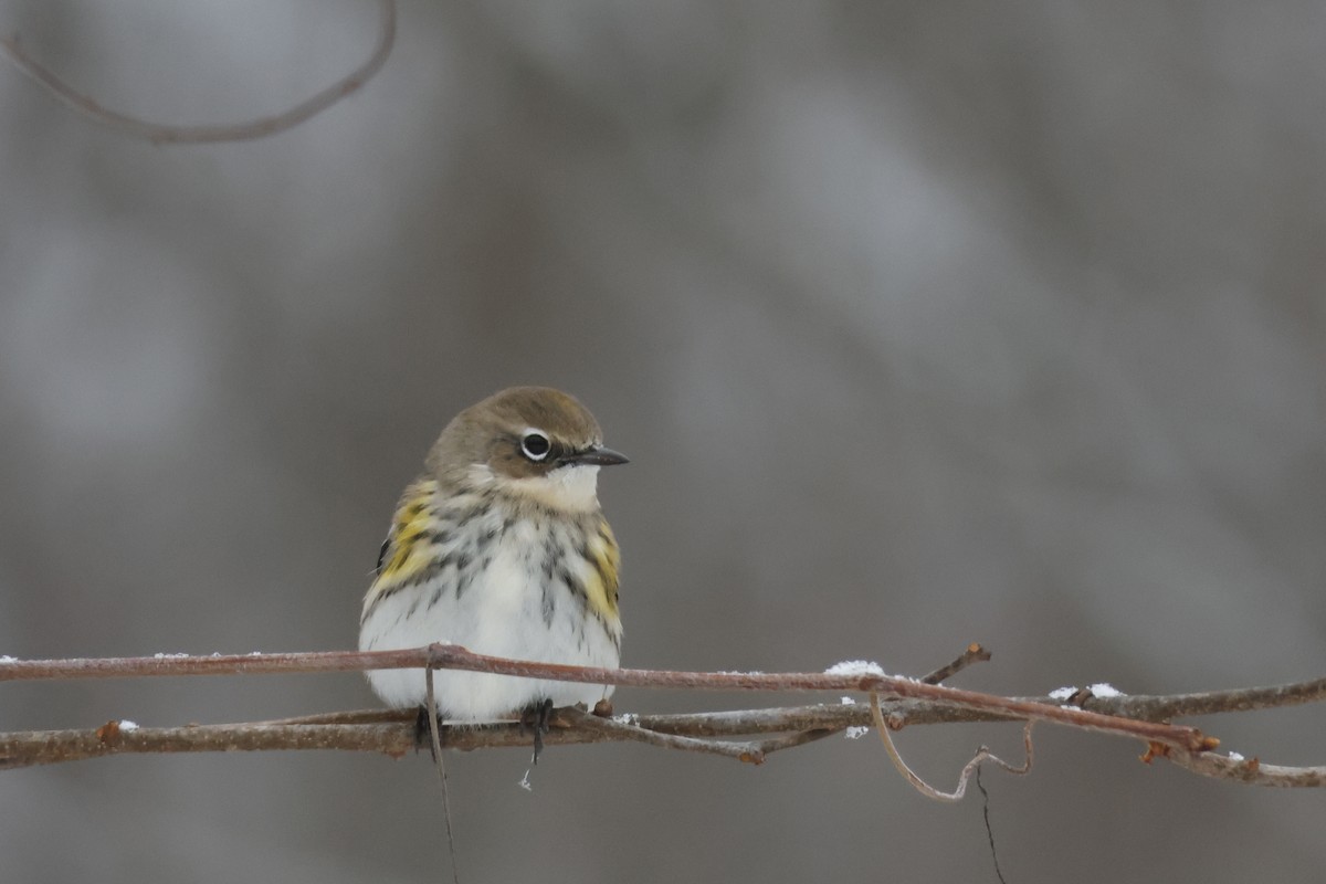 Paruline à croupion jaune (coronata) - ML646463733