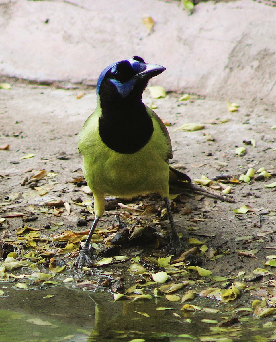 Yeşil Karga - ML646463739