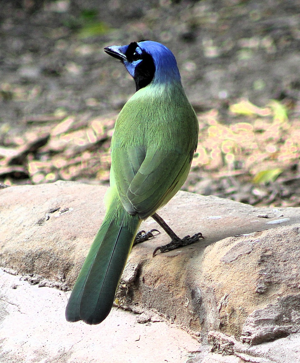 Yeşil Karga - ML646463740