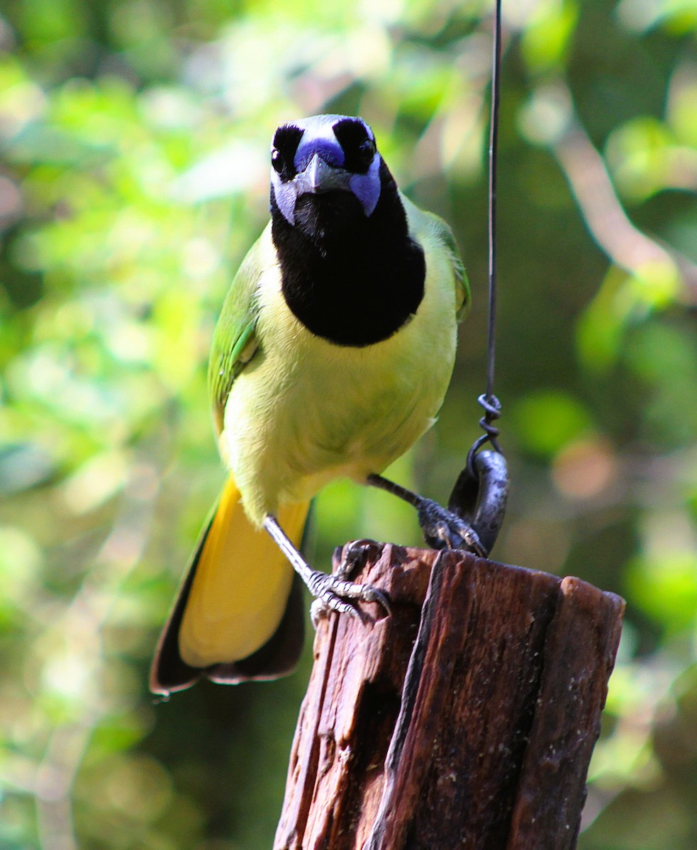 Yeşil Karga - ML646463741