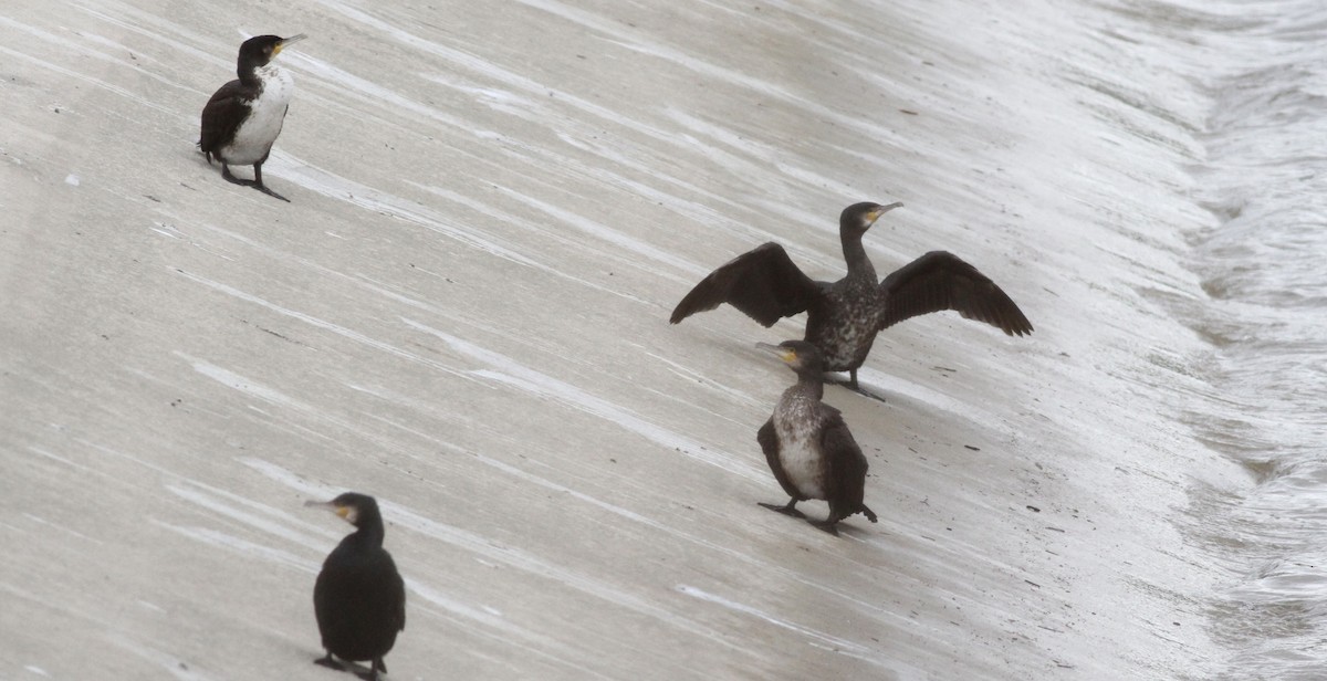 kormorán velký - ML646463746