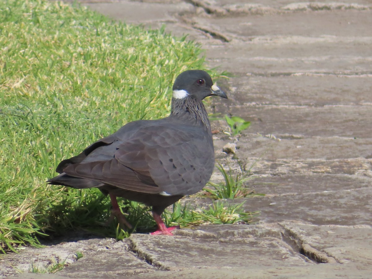 White-collared Pigeon - ML646463747