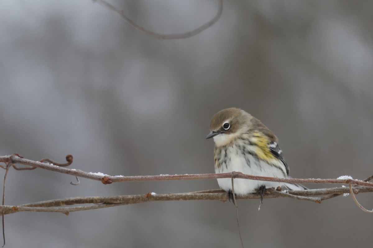 Paruline à croupion jaune (coronata) - ML646463748