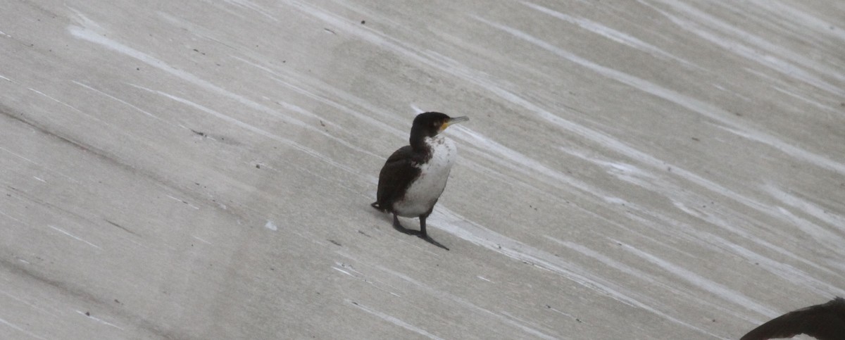 kormorán velký - ML646463749