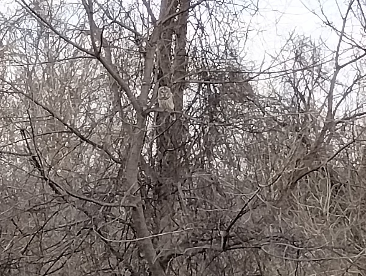 アメリカフクロウ - ML646463751