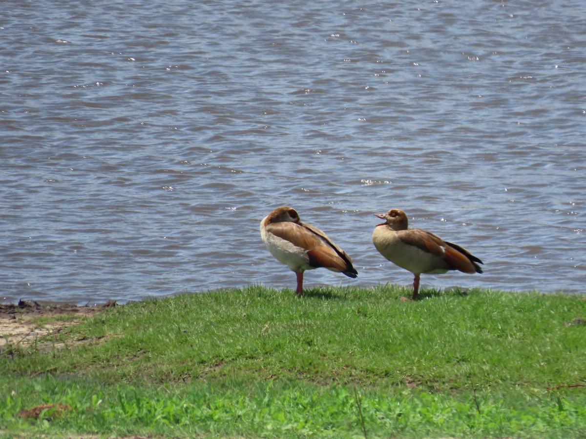 Nil Kazı - ML646463752