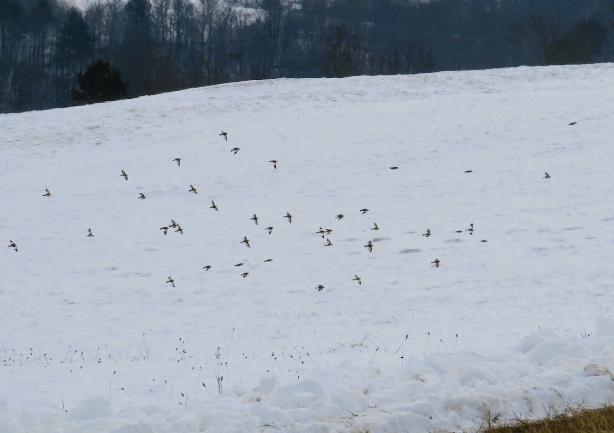 Snow Bunting - ML646463753
