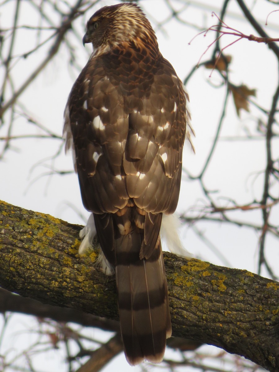 Cooper's Hawk - ML646463754