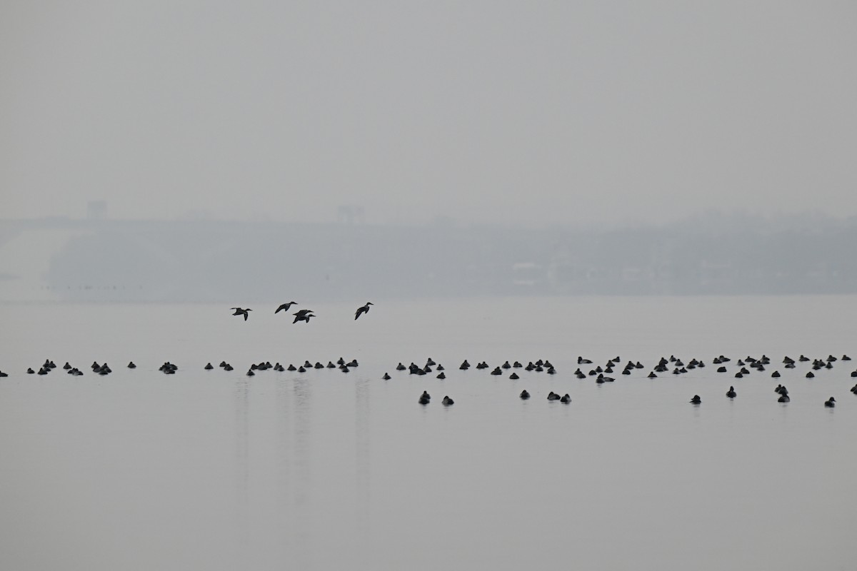 Northern Shoveler - ML646463755