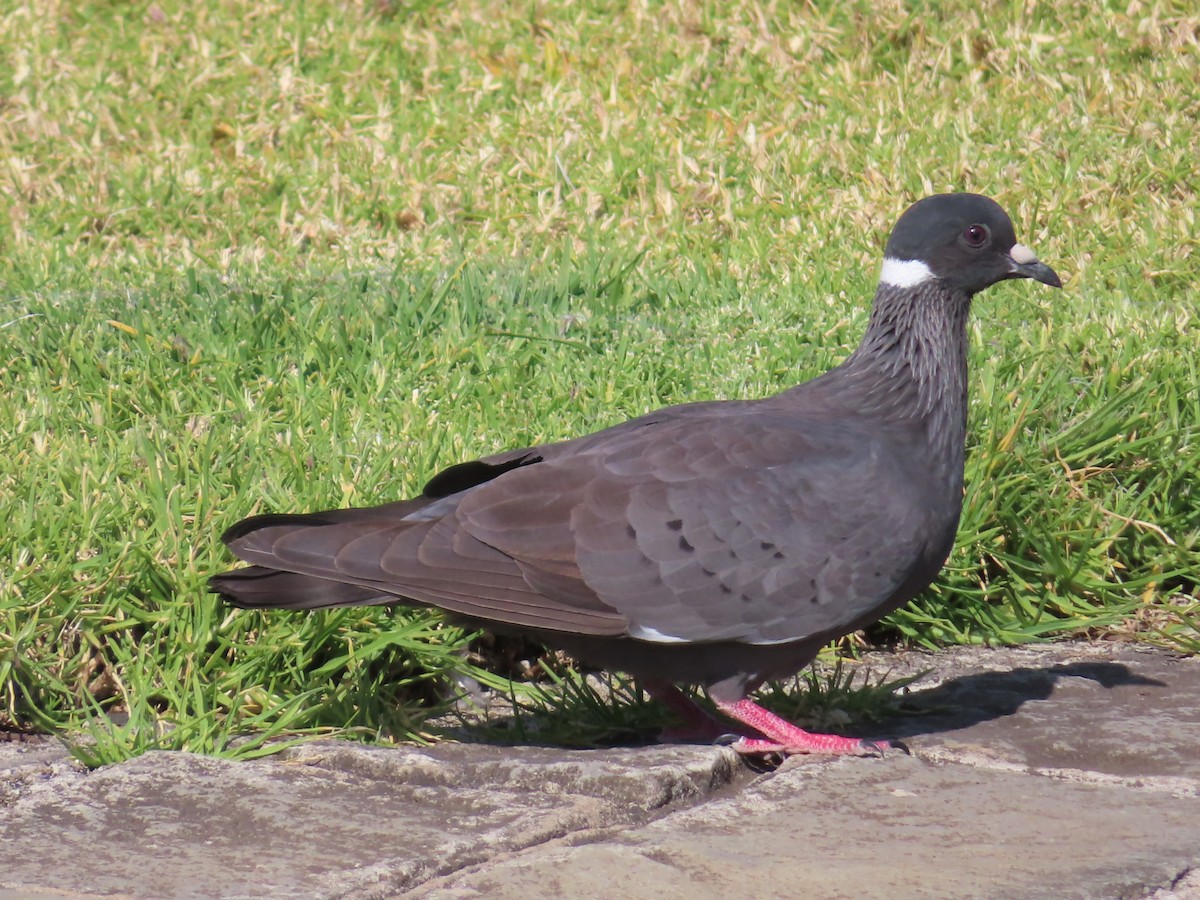 White-collared Pigeon - ML646463756