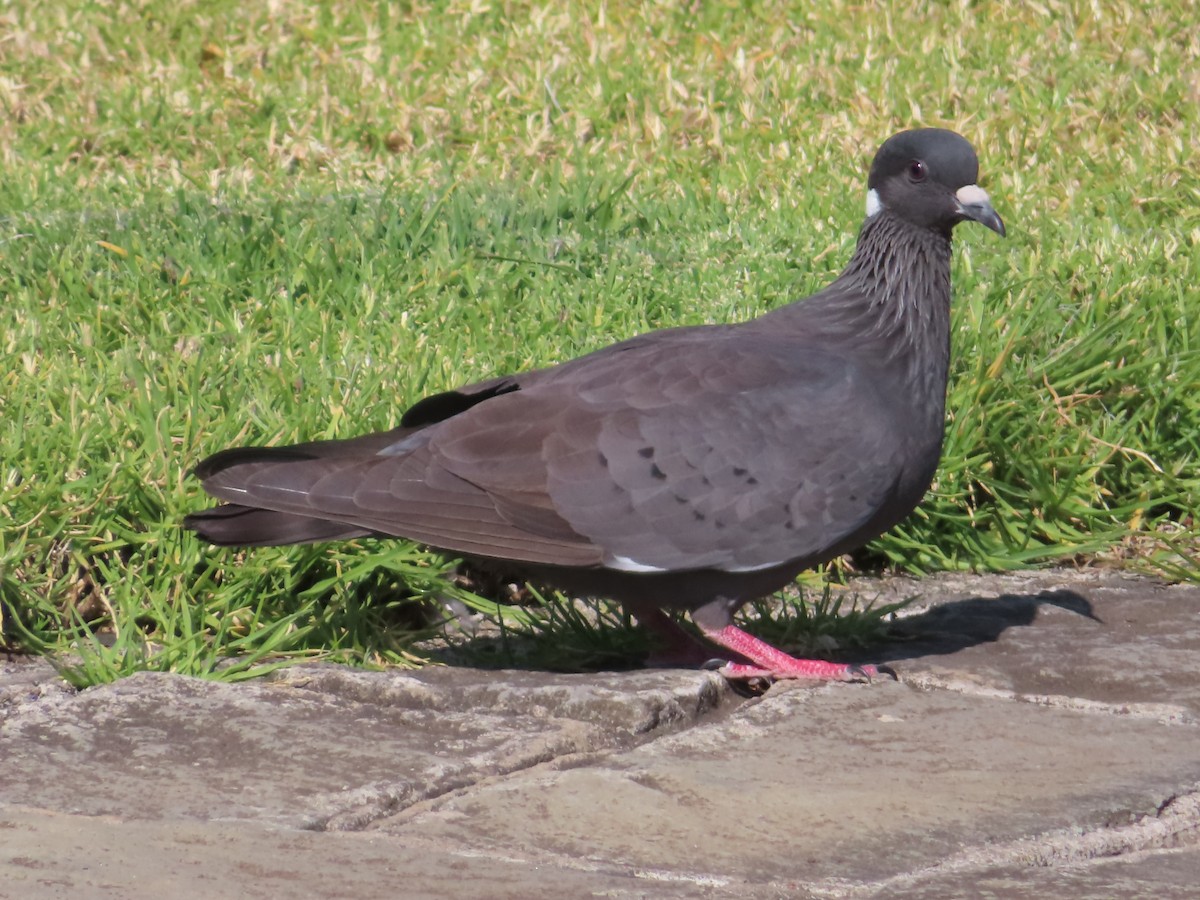 White-collared Pigeon - ML646463757