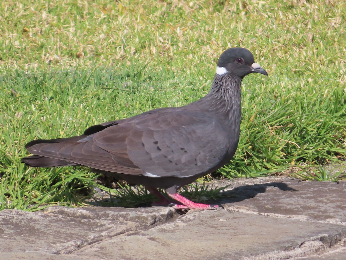 White-collared Pigeon - ML646463758