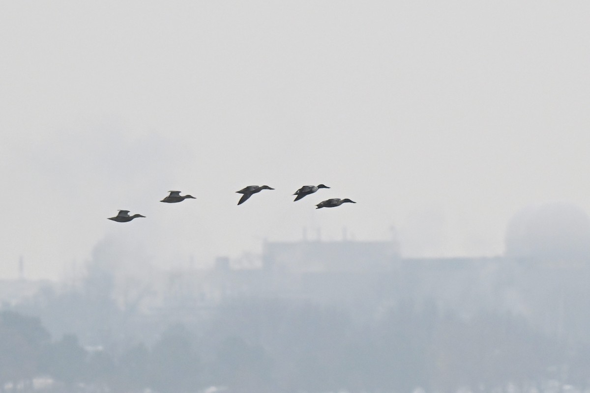 Northern Shoveler - ML646463761