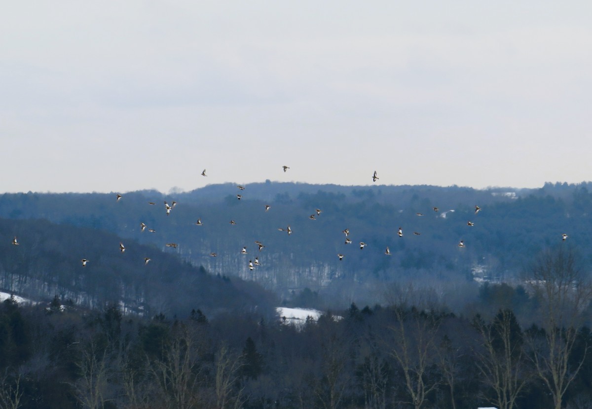 Snow Bunting - ML646463764