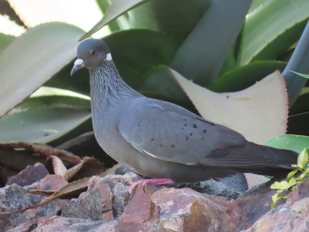 White-collared Pigeon - ML646463765
