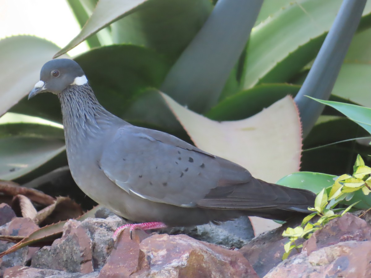 White-collared Pigeon - ML646463766