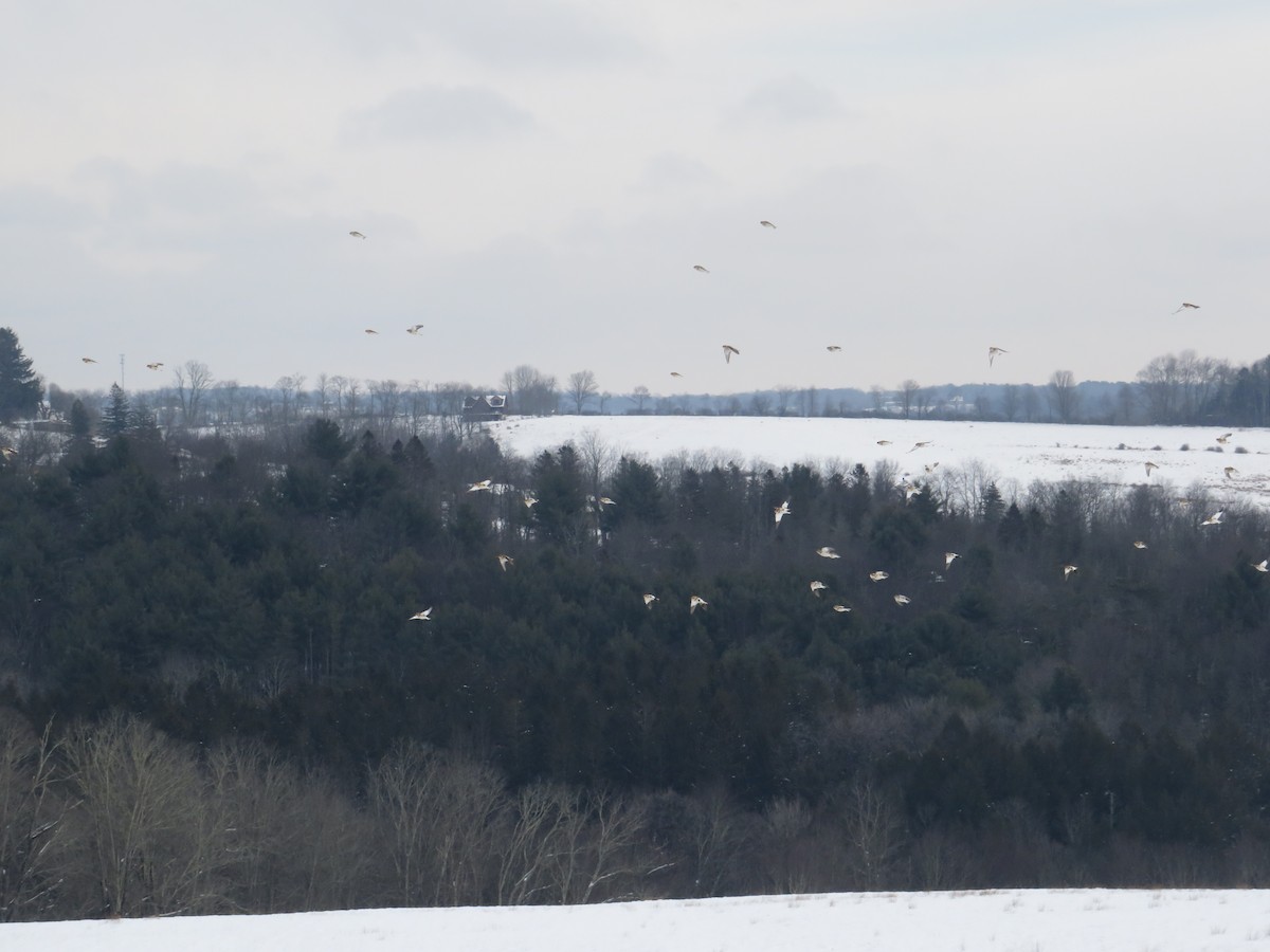 Snow Bunting - ML646463767
