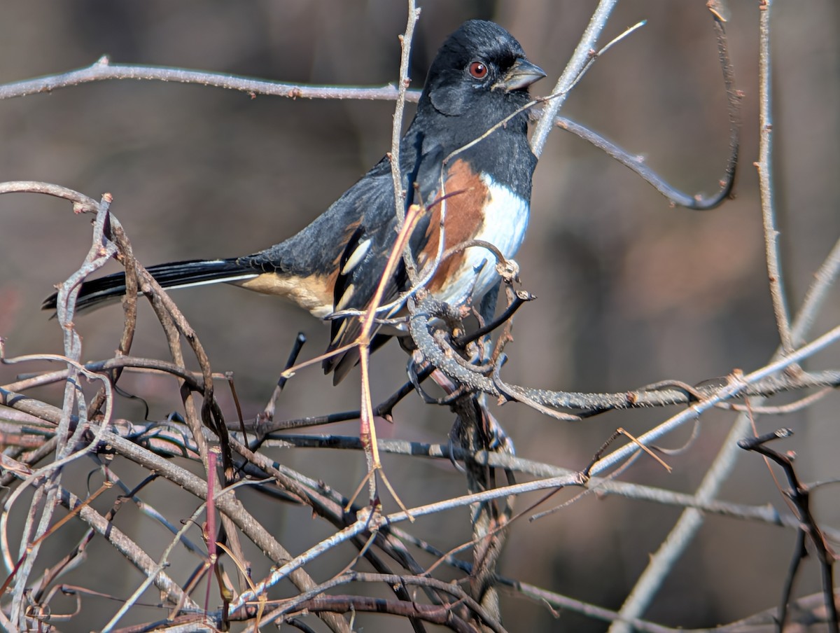 Eastern Towhee - ML646463768