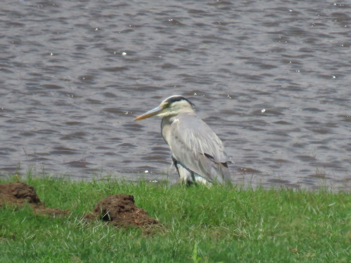 Gri Balıkçıl - ML646463770