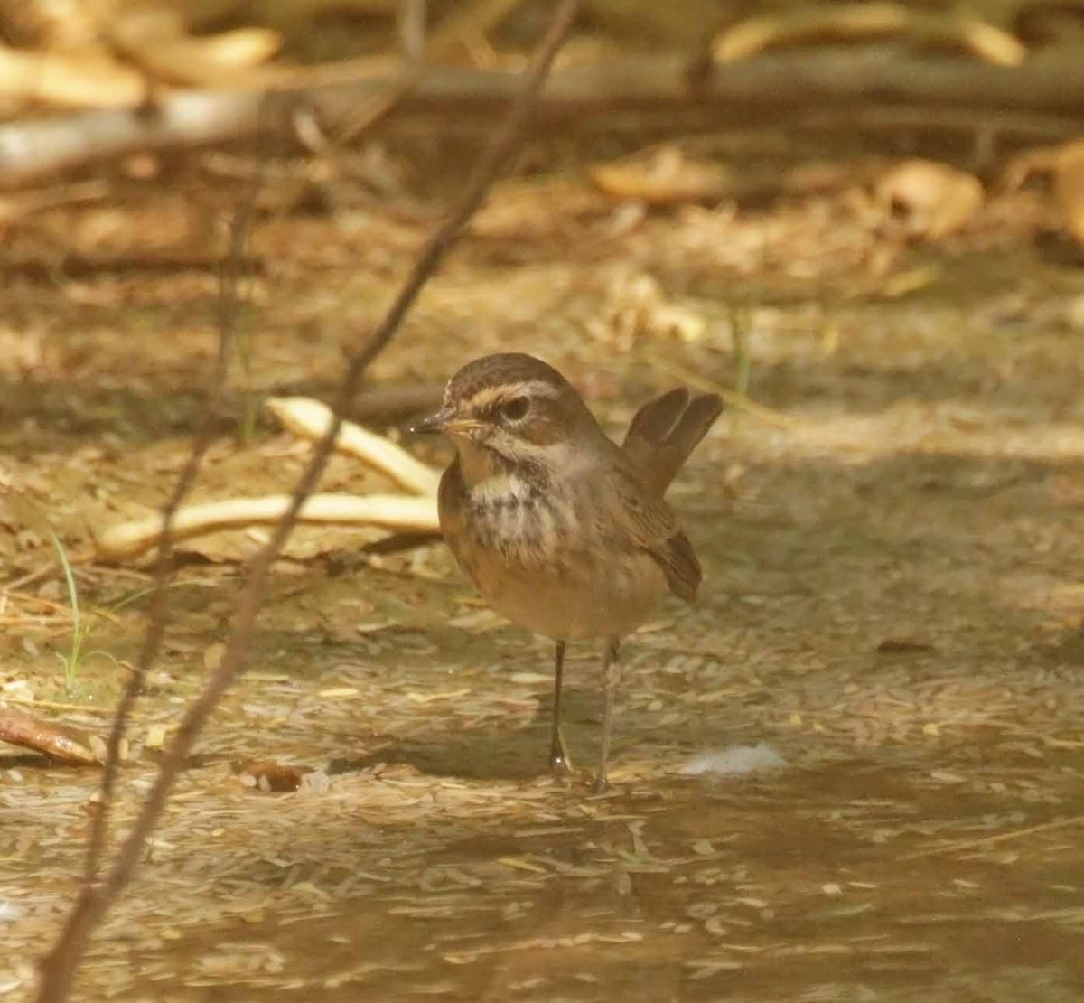 Сондорт гургалдай - ML646463771