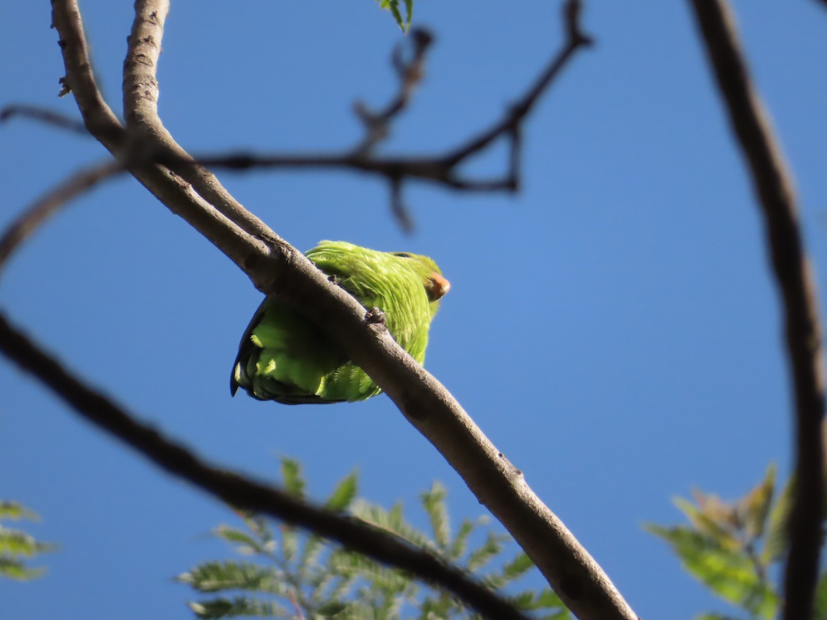 Black-winged Lovebird - ML646463773