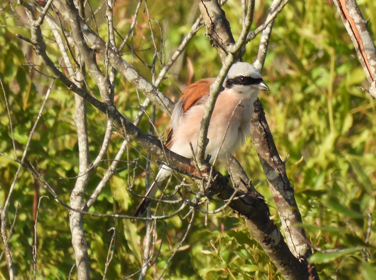 Red-backed Shrike - ML646463774