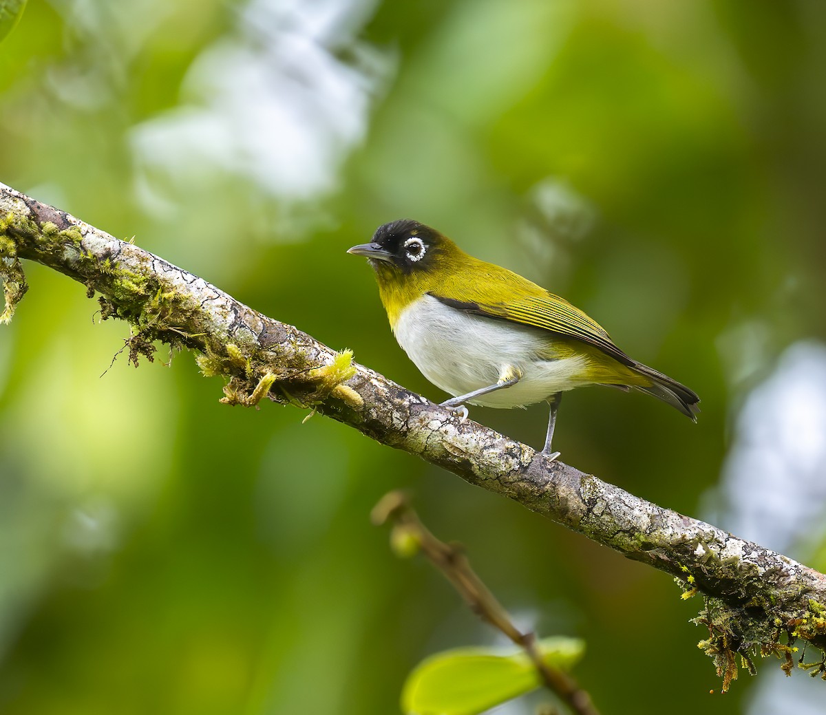 Seram White-eye - ML646463777