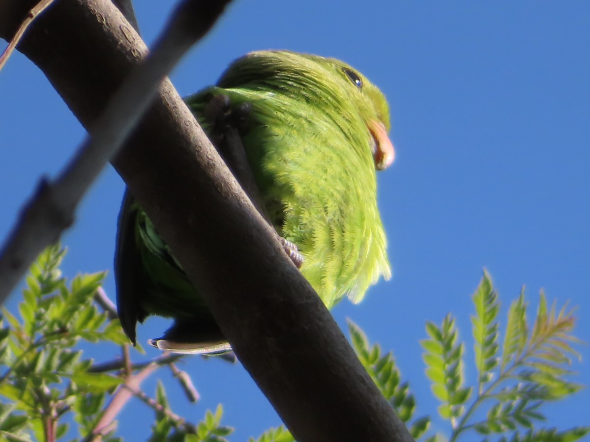 Black-winged Lovebird - ML646463778