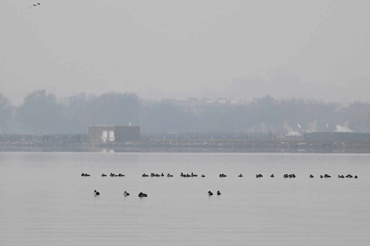 Redhead - ML646463779