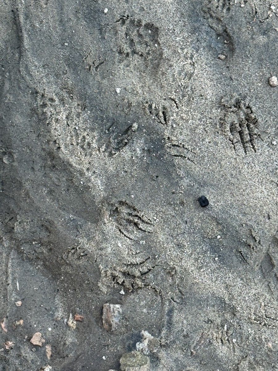 Common Raccoon - ML646463780