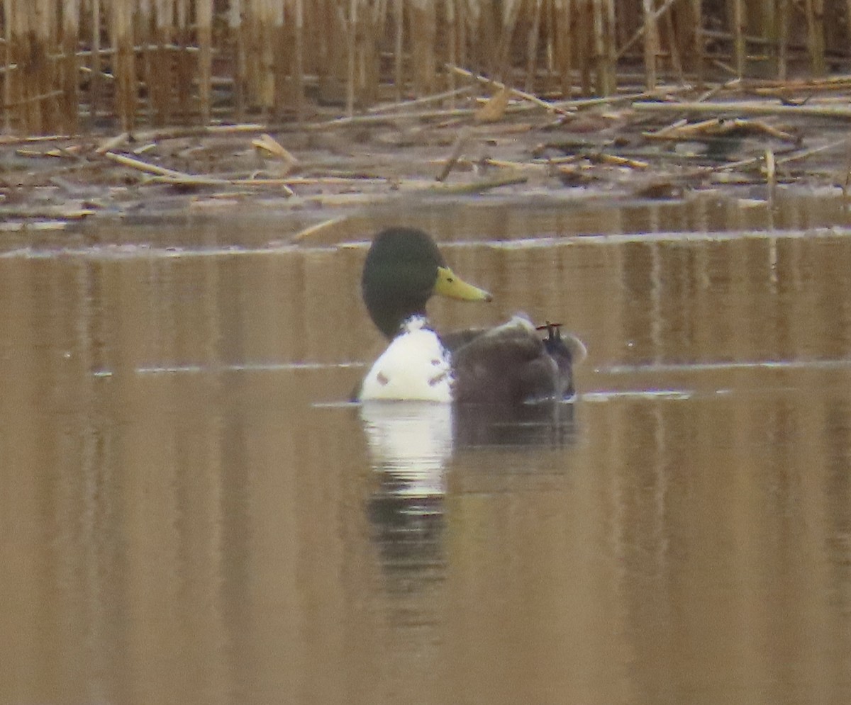 duck sp. - ML646463795