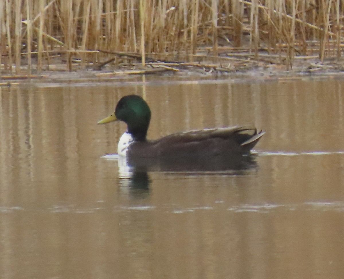 duck sp. - ML646463796