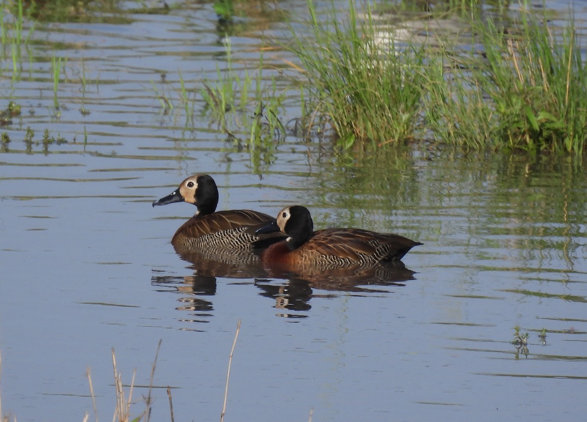 White-faced Whistling-Duck - ML646463797