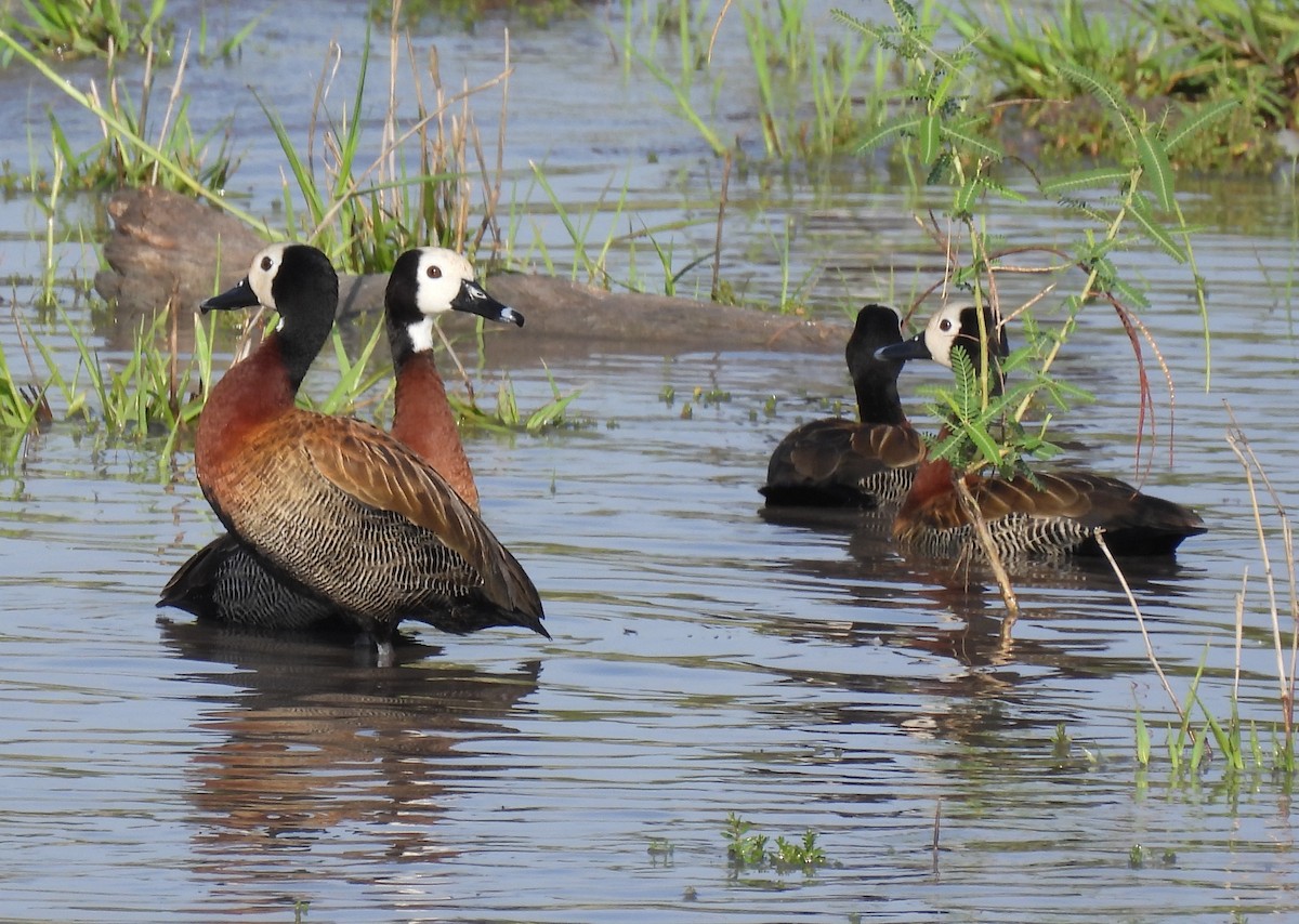 White-faced Whistling-Duck - ML646463798