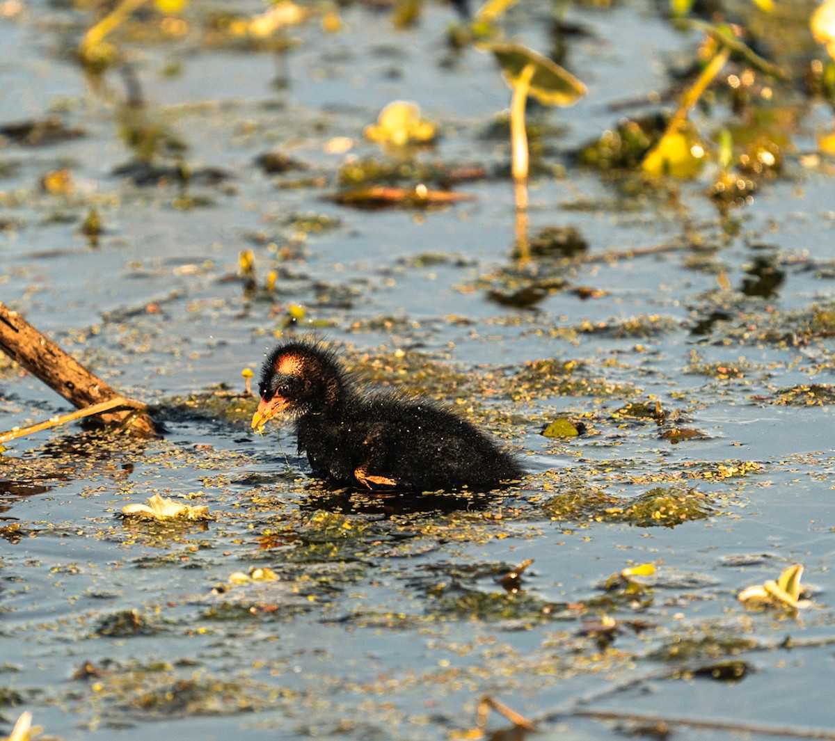 Purple Gallinule - ML646463824