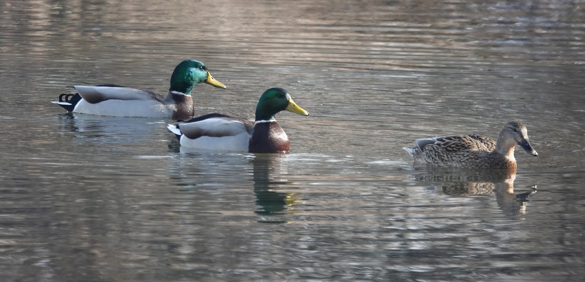 Mallard - ML646463825