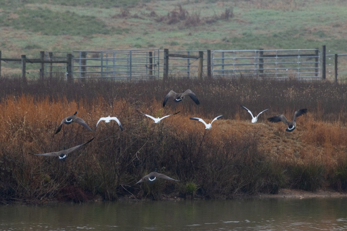 Ross's Goose - ML646463826