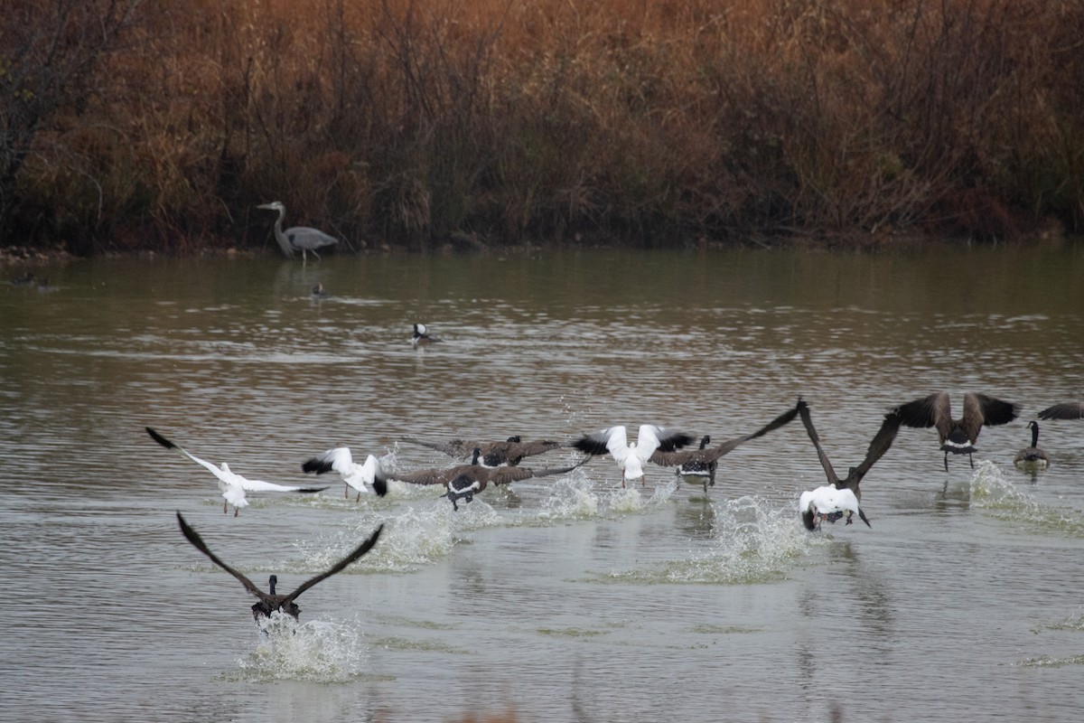 Ross's Goose - ML646463827
