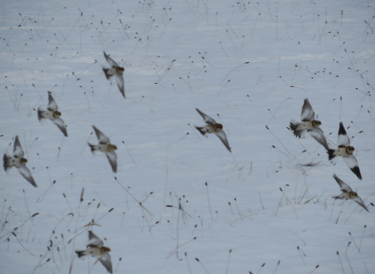 Snow Bunting - ML646463830